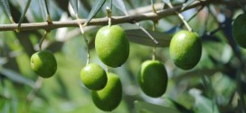 Embrapa promove curso on-line sobre produção integrada de oliveira