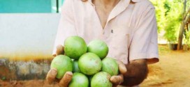 Umbu-gigante a R$ 6,00 /kg: agricultor familiar apura lucro com produção precoce em Candiba