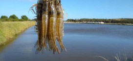 Ciência define um modelo simplificado de cultivo de camarão fora da zona costeira