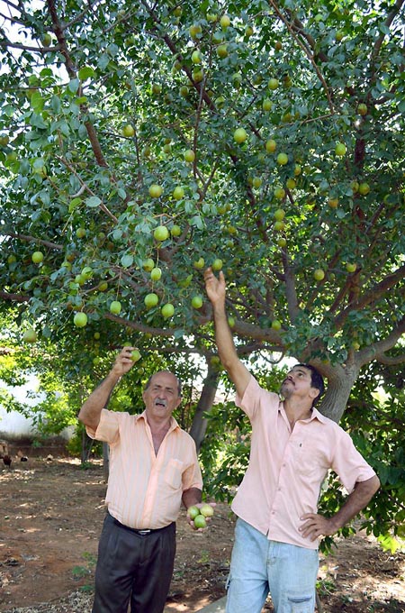 candiba umbuzeiro (2)