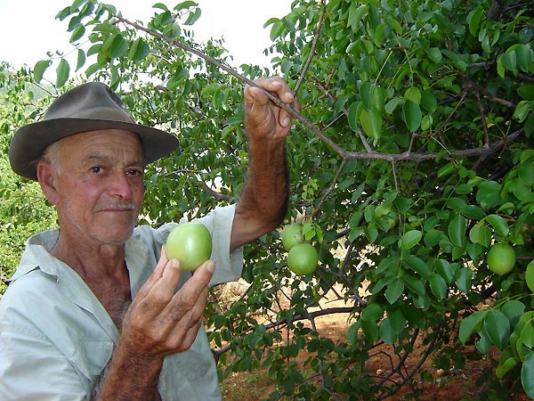 candiba umbuzeiro (3)