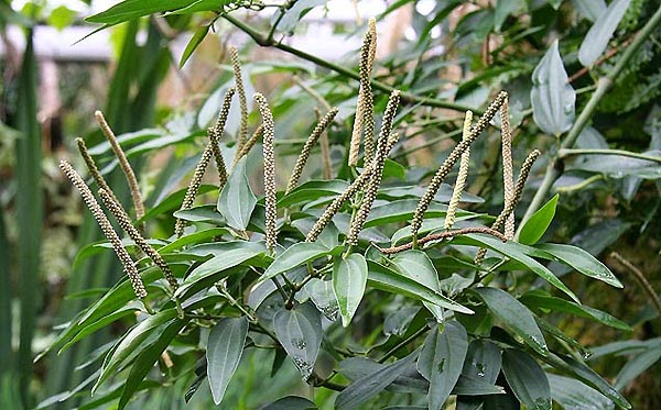 Planta Piper cubeba, ou pimenta-¬de-¬java, produz o "novo viagra" - Foto: Michael Wolf/Wikimedia Commons