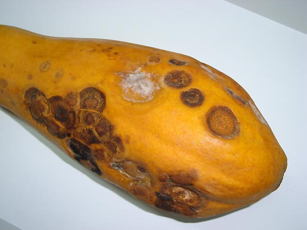 embrapa virus-da-meleira mamoeiro 1