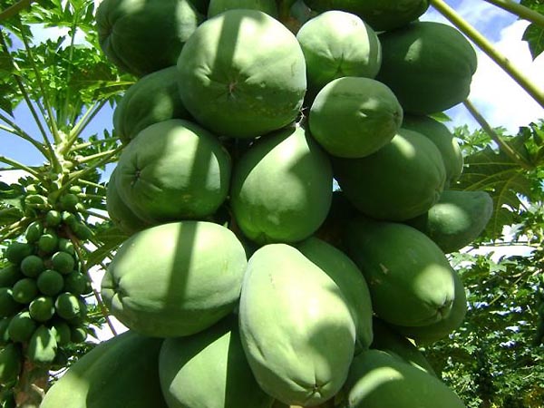 embrapa virus-da-meleira mamoeiro 2