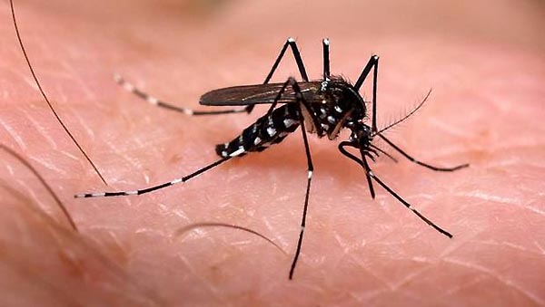 zika virus