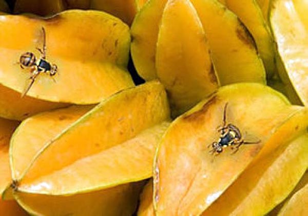 carambola