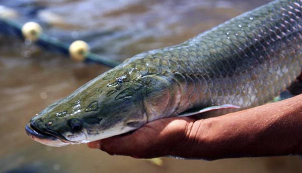 peixe pirarucu 1