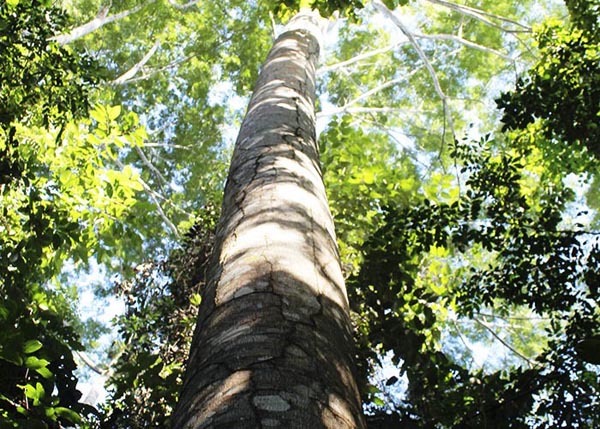 recuperacao florestal