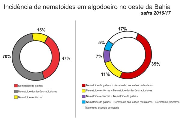 algodao dematoides 2