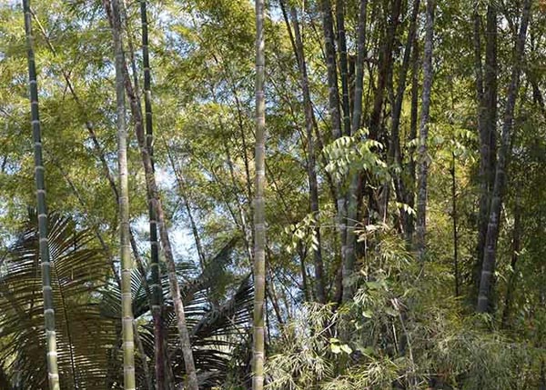 bambu