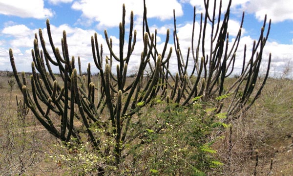 bndes caatinga