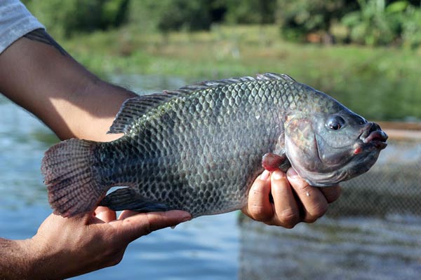 tilapia