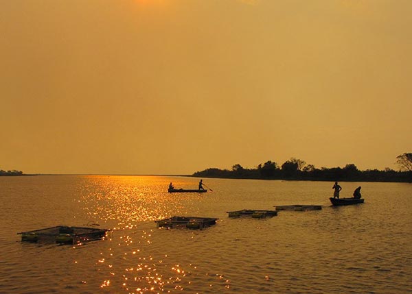 pesquisa aquicultura