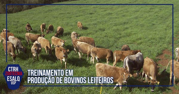 agropecuaria producao bovinos