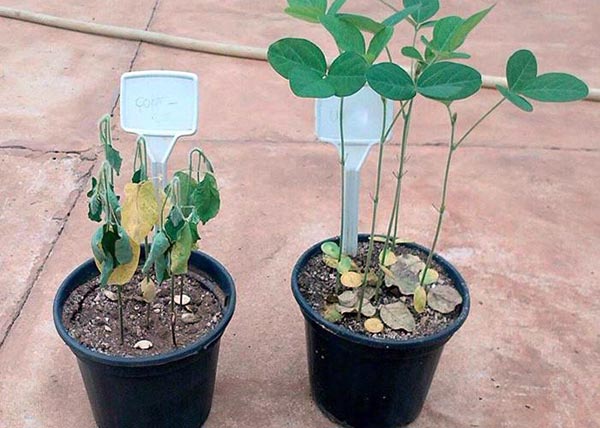 plantas seca bacterias