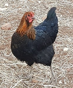 A raça Canela Preta, ou galinha jacu, é uma aves mansas e de fácil manejo, com excelente potencial produtivo e reprodutivo.