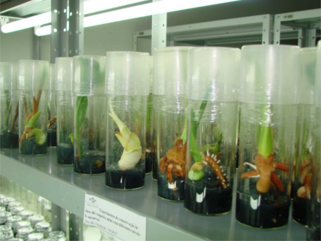 Com duração de 40 horas, o curso se destina a pesquisadores, professores, técnicos e estudantes de graduação e pós-graduação que trabalham diretamente com conservação e/ou cultura de tecidos de plantas. (imagem relacionada - cópia internet)