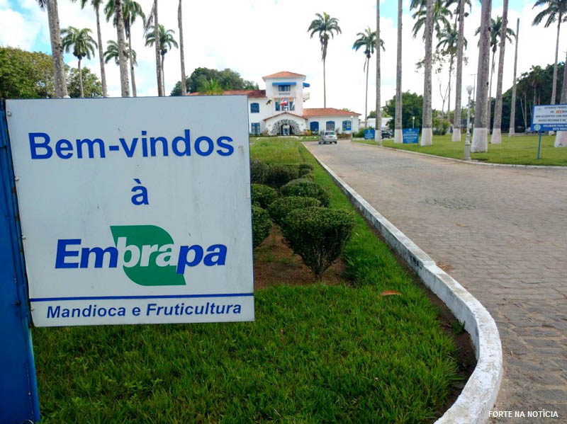 Embrapa-Mandioca-e-Fruticulura-de-Cruz-das-Almas