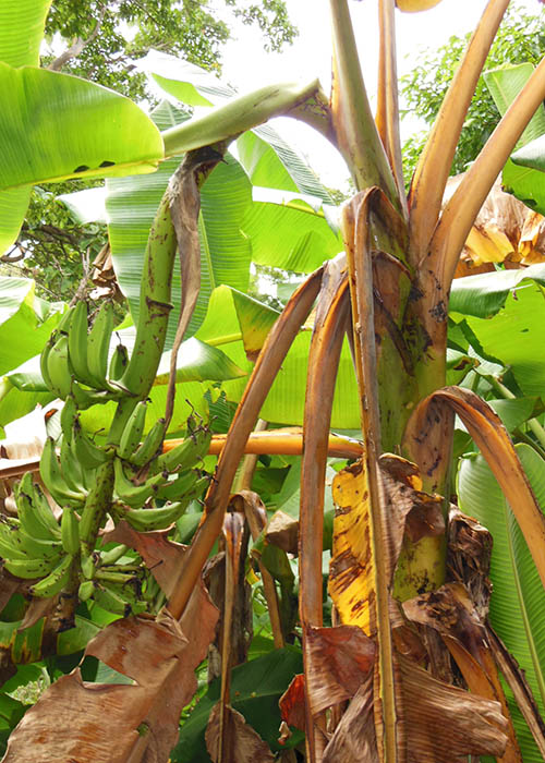 Uso de lodo de esgoto reduz severidade de Fusarium em bananeiras ( Foto Miguel Dita)