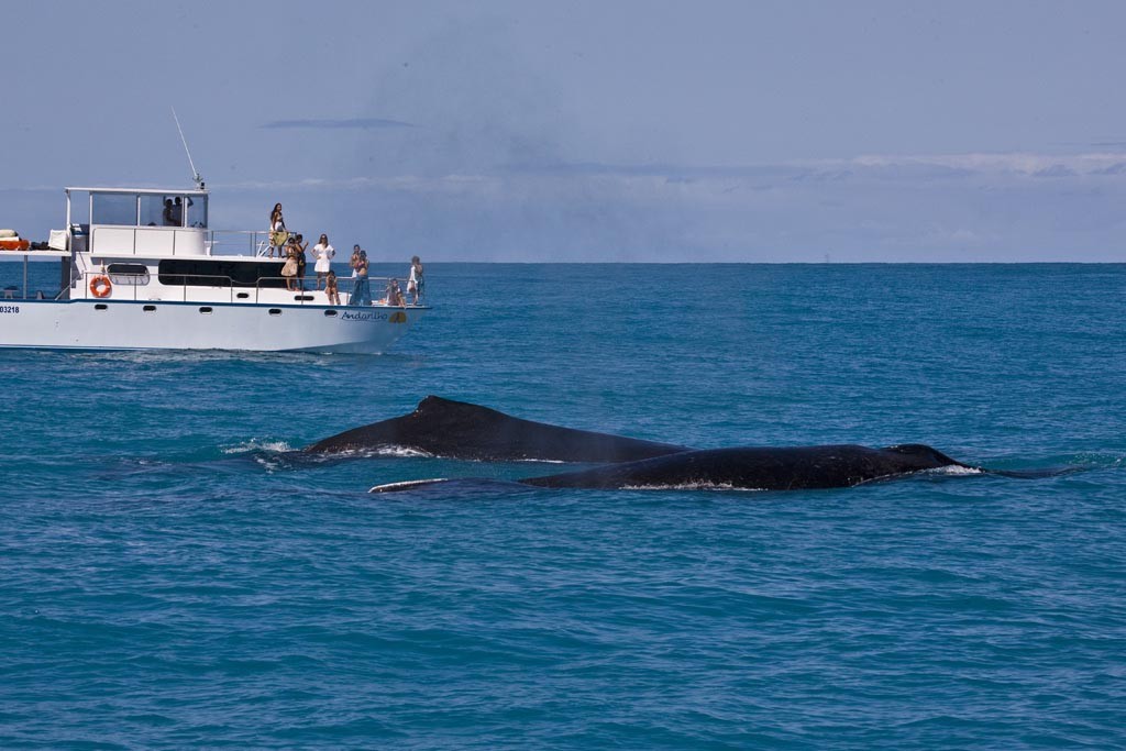Parcerias com a Catavento Tour oferece passeios de admiração ao espetáculo das baleias.(Foto: divulgação)