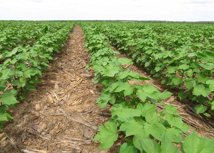 O teor de nitrogênio no solo em sistema plantio direto, nos primeiros cinco centímetros, foi 50% maior do que os teores encontrados nos demais sistemas. Já a produtividade registrada foi cerca de 10% maior e tem potencial de aumentar até 30%. (Foto – Fabiano Perina)