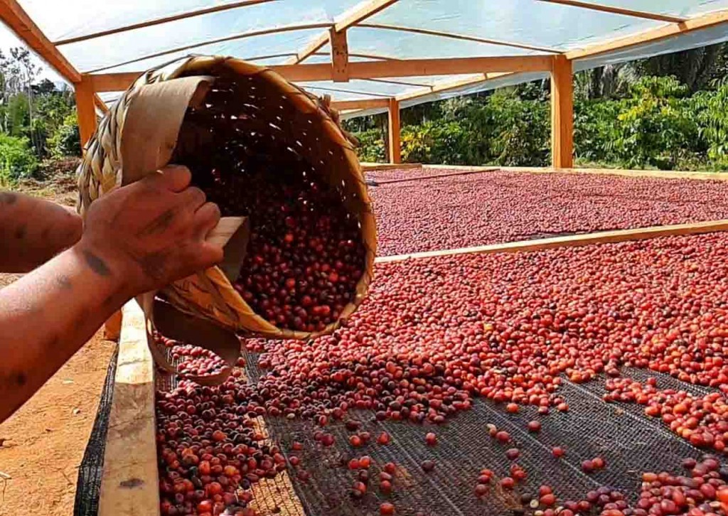 Frutos de cafés maduros em secagem natural - Fotos Renata Silva/divulgação