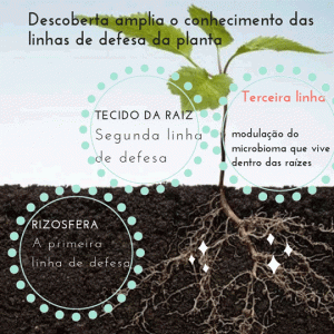 plantas