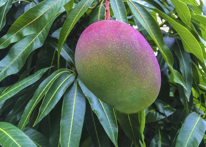 Beautiful mango ready to pick.