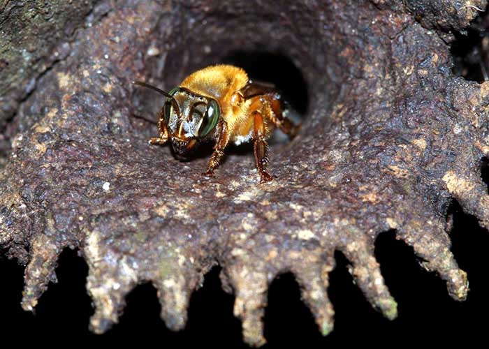 Abelhas dsem ferrão