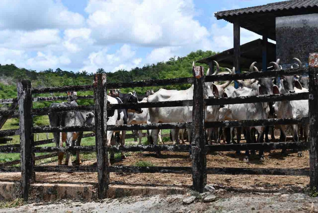 cadastramento rural