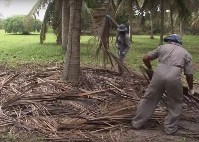 As lavouras de coco anão-verde poderiam receber 66% a menos de água. A utilização da cobertura de folha seca do coqueiro pode reduzir 50 litros de água sem prejuízo à produção. Foto Divulgação Embrapa