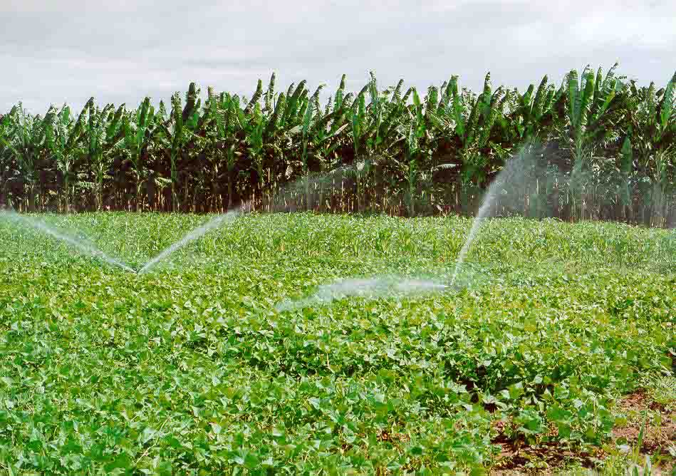 Estão abertas as inscrições para o curso Fertirrigação - Aplicação de fertilizantes e agroquímicos via água de irrigação. A capacitação é realizada pela Embrapa de forma online e gratuita, com vagas limitadas.  Foto relacionada