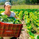 No âmbito do programa Agro + Mulher, Mapa, Embrapa e IBGE apuraram esses dados sobre mulheres rurais brasileiras. Foto: relacionada / reprodução Internet.