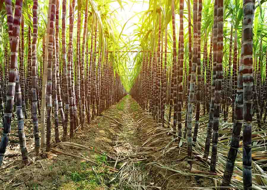 black sugarcane black plantation grow in field