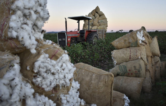 Pequenos produtores de algodão contam com projetos de irrigação de estaduais