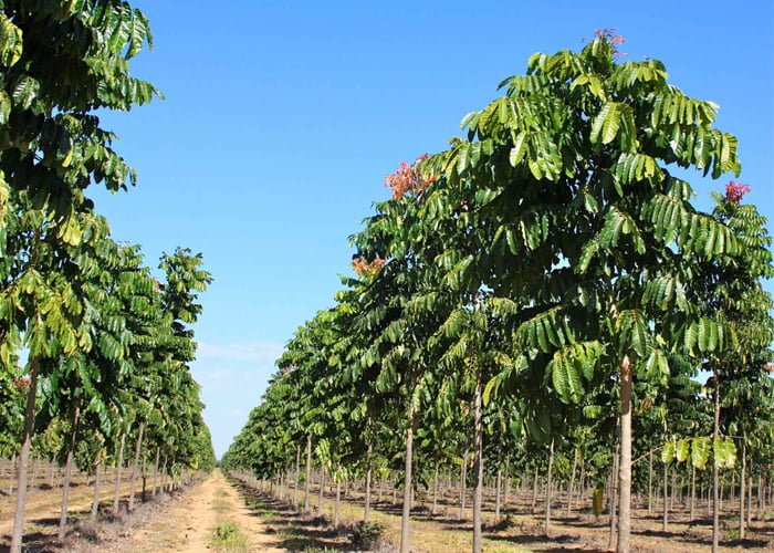 como-iniciar-uma-plantação-de-mogno