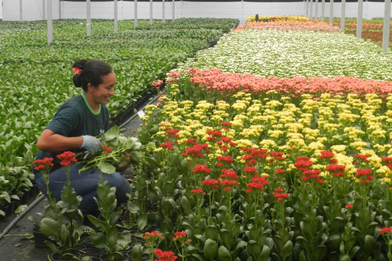 As flores emocionam e podem simbolizar o abraço no Dia das Mães, em um momento quando é difícil aceitar a não recomendação de contato pessoal, justo no dia dedicado a elas, lembra o Ibraflor.