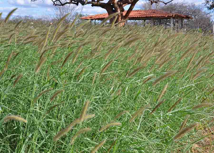 Os primeiros resultados sobre as plantas apontam o capim Buffel aridus como um dos mais destacados. Foto: Embrapa / divulgação.