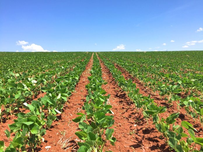 Desafio é obter um inoculante microbiano solubilizador de fósforo capaz de atender diferentes tipos de solos e culturas no Brasil. foto: Divulgação