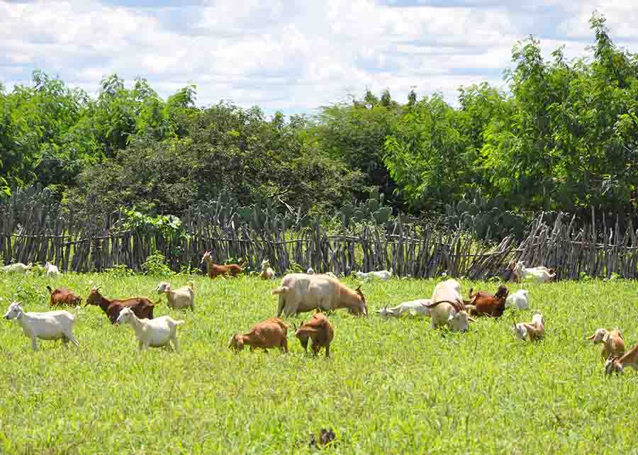 Diversificação de espécies é a principal recomendação dos pesquisadores integrantes do Projeto Forrageiras para o Semiárido Foto: Embrapa / divulgação.