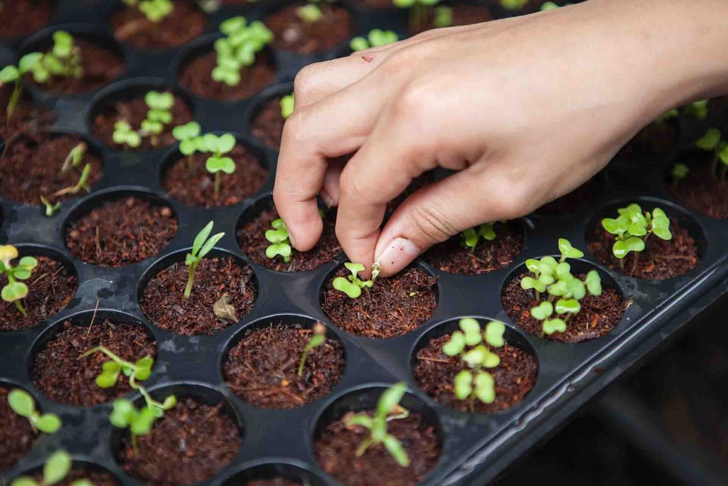 O curso é voltado para produtores, técnicos, estudantes, professores e demais interessados. As inscrições são gratuitas e podem ser feitas a partir da terça-feira, dia 9 de Junho. Foto: relacionada / reprodução.