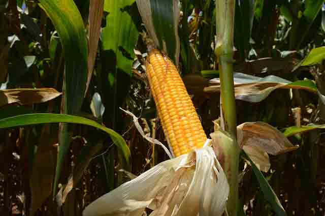 Em 2019, 600 famílias do Ceará cultivaram o milho biofortificado BRS 4104. Foto: Sandra Brito / divulgação. Foto: Sandra Brito / divulgação.