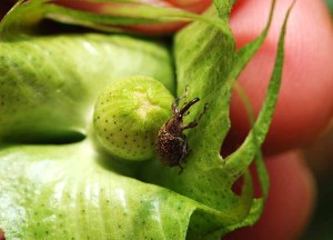 Clima do Semiárido é propício à cultura, mas o trauma do bicudo-do-algodão fez a cotonicultura encolher no estado há mais de duas décadas.