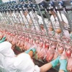Décimo quarto principal importador de carne de frango do Brasil, o Egito importou 39,1 mil toneladas entre janeiro e junho deste ano, volume 27% o total embarcado no primeiro semestre de 2019. Foto: reprodução/FrigoNews.