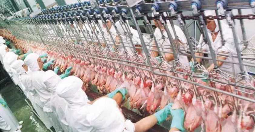 Décimo quarto principal importador de carne de frango do Brasil, o Egito importou 39,1 mil toneladas entre janeiro e junho deste ano, volume 27% o total embarcado no primeiro semestre de 2019. Foto: reprodução/FrigoNews.