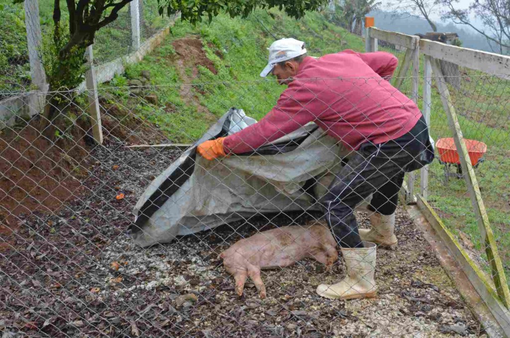 Para auxiliar produtores e órgãos regulamentadores, a Embrapa Suínos e Aves tem atuado na avaliação de práticas e tecnologias para tratamento e destinação dessas carcaças. Monalisa Pereira / Embrapa / divulgação.