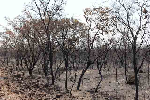 O Governo Federal publicou um decreto que proíbe o uso do fogo, por 120 dias, em áreas rurais de todo o território brasileiro. Foto: Abapa/REPRODUÇÃO