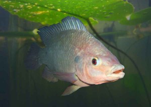 The Tilapia fish - Oreochromis mossambicus.
