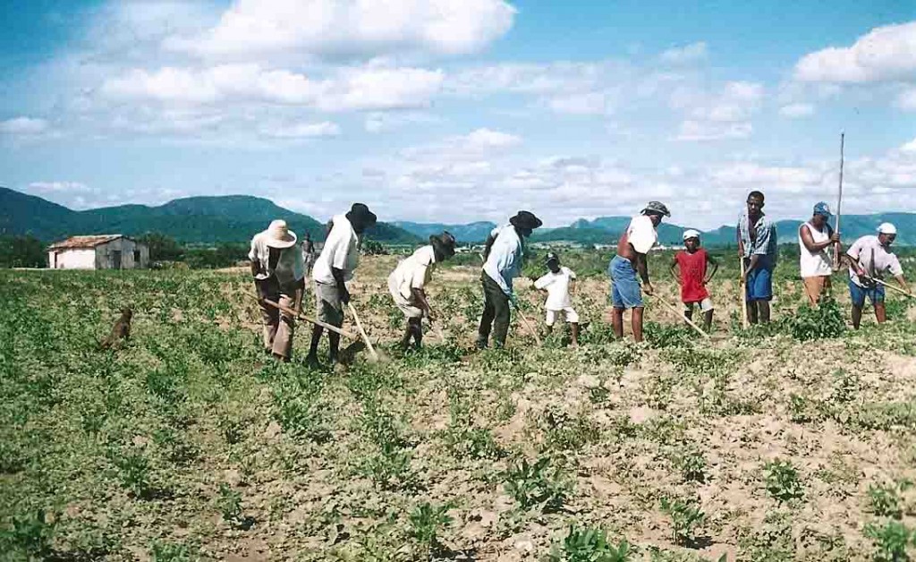Agricultores de Guanambi aram sua lavoura "familiar" de feijão de Macáçar, uma das culturas tradicionais desta região de semiárido do médio São Francisco. Foto João Martins / Arq. Revista Integração