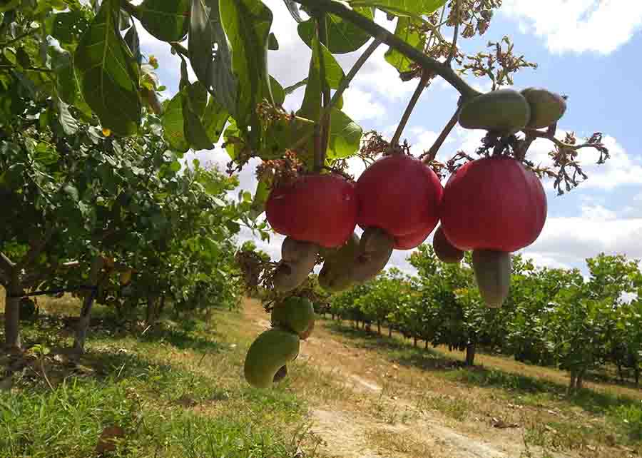 A pesquisa é conduzida pela Embrapa Agroindústria Tropical (CE), Secretaria do Desenvolvimento Econômico e Trabalho do Estado do Ceará (Sedet) e Fazenda Frutacor, no Distrito de Irrigação Tabuleiro de Russas – a 160 km de Fortaleza (CE). Cajueiro anão - Foto Afrânio Montenegro / divulgação